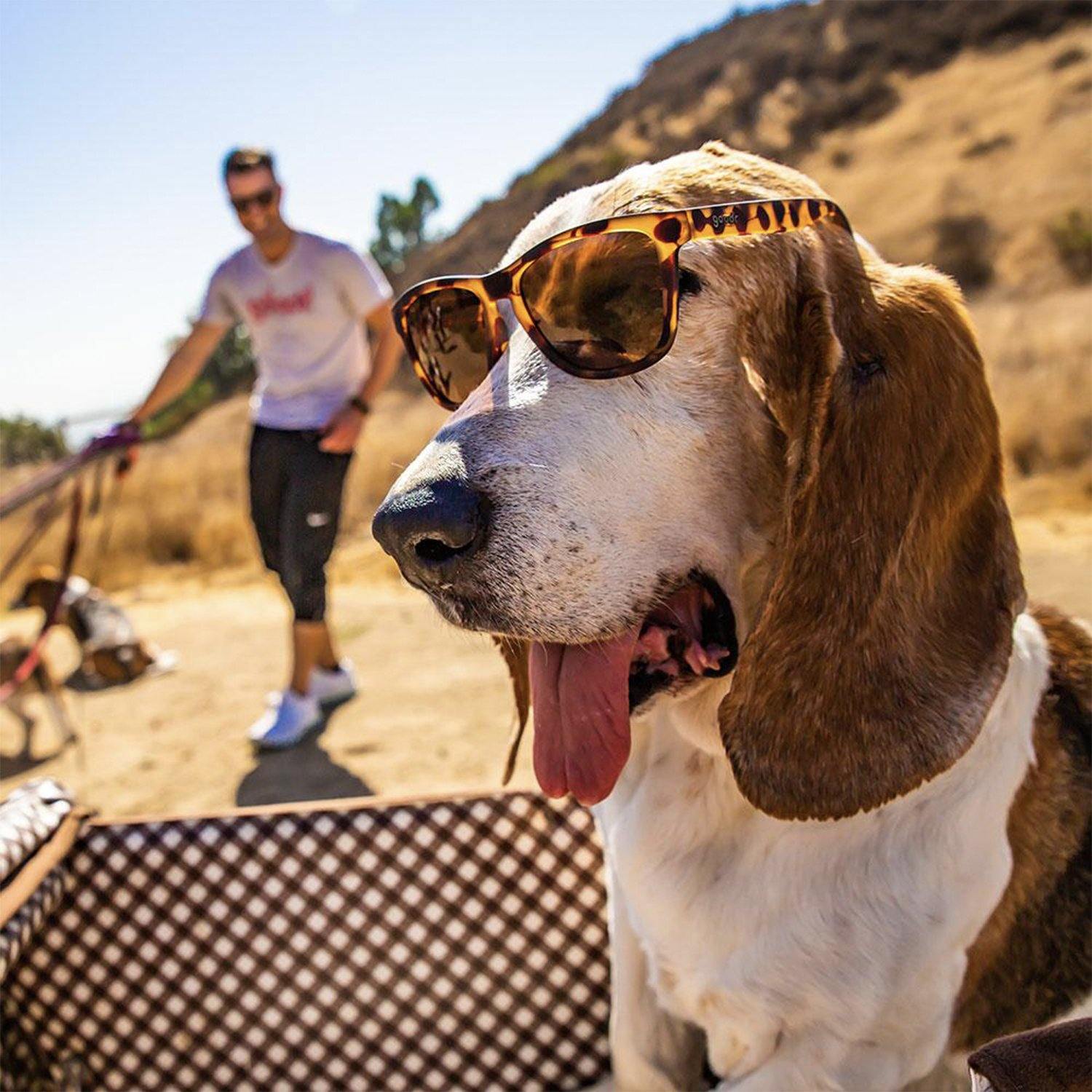 Goodr Sunglasses - Bosley’s Basset Hound Dreams - socksforliving.com