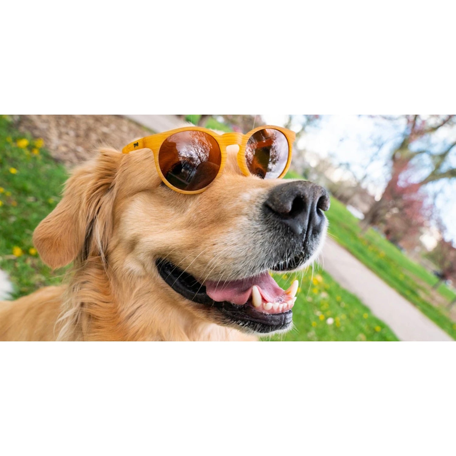Goodr Sunglasses - Bodhi’s Ultimate Ride