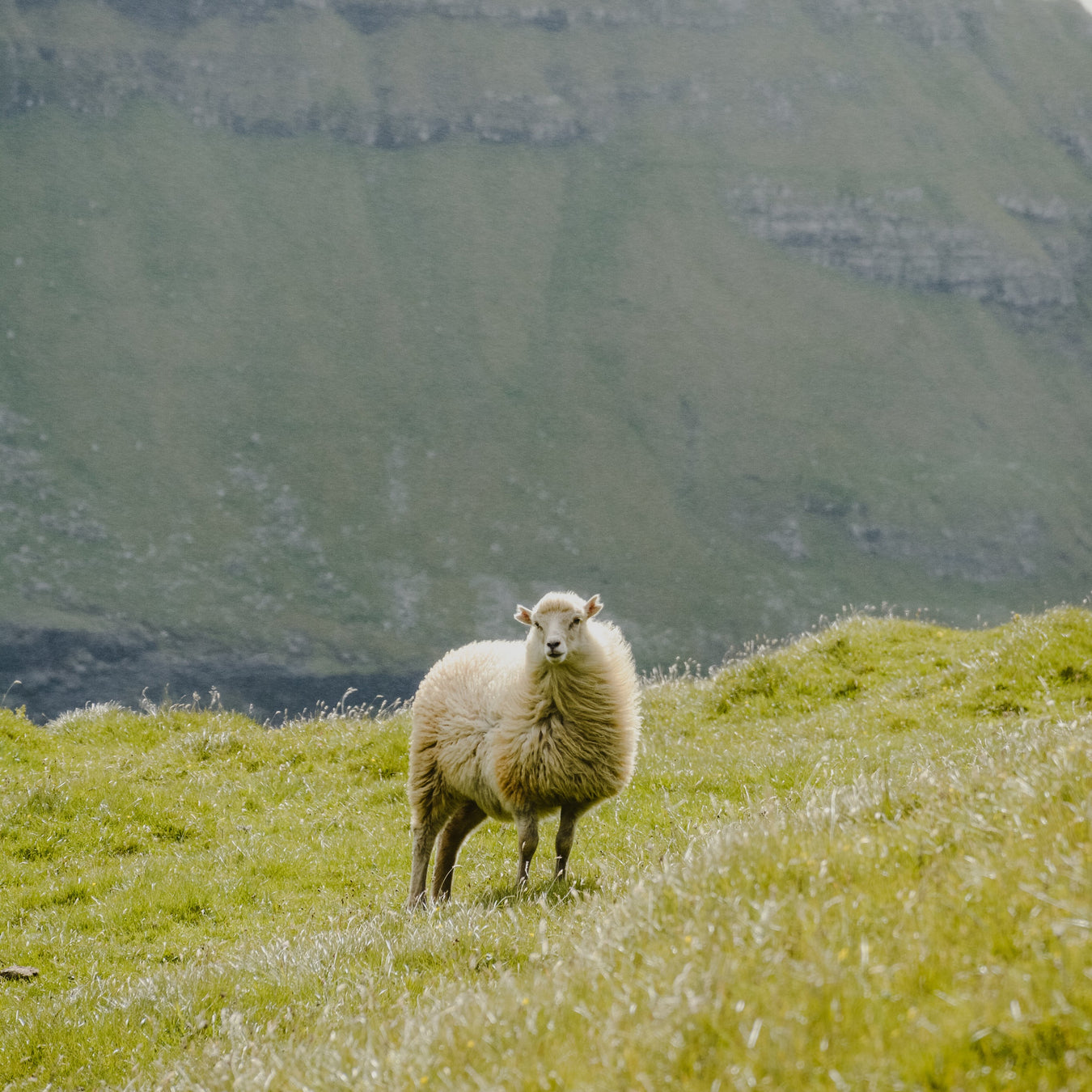 Merino Socks